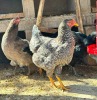 2 X Easter Eggers HEN (Per animal to take the lot) - 4