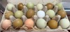 2 X Easter Eggers HEN (Per animal to take the lot) - 6