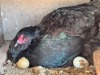 2 X Easter Eggers HEN (Per animal to take the lot) - 7