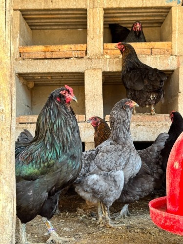 3 X Easter Eggers HEN (Per animal to take the lot)