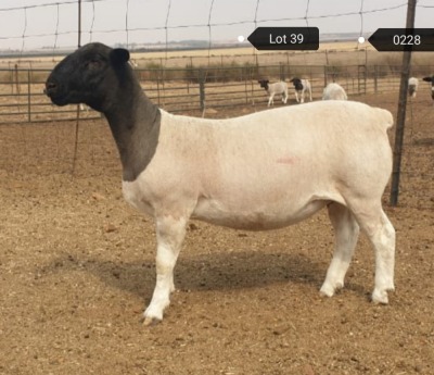 1x DORPER OOI/EWE Jowilize Dorpers TIEPE 5