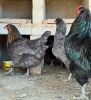 3 X Easter Eggers HEN (Per animal to take the lot) - 3