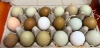 3 X Easter Eggers HEN (Per animal to take the lot) - 5