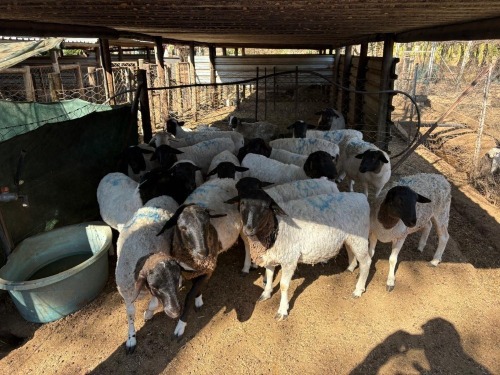 1 X Dorper OOI (Per animal to take the lot)