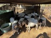 1 X Vleis Merino x Ile de france OOI