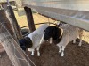 1 X Vleis Merino x Ile de france OOI - 3