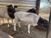 1 X Vleis Merino x Ile de france OOI - 4