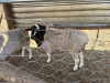 1 X Vleis Merino x Ile de france OOI - 5