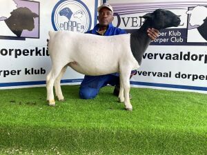 1x DORPER OOI/EWE Tiegerpoort Dorper Stoet TIEPE 5