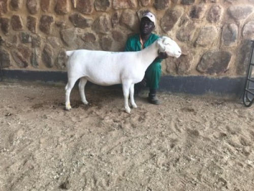 1x WIT DORPER OOI/EWE Hardus Korb Wit Dorpers TIEPE 5