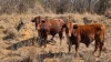 1 X Afrikaner MANLIK - 6