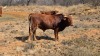 1 X Afrikaner MANLIK - 3