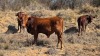 1 X Afrikaner MANLIK - 4