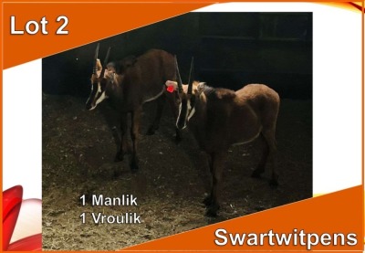 2x SWARTWITPENS/SABLE M:1 V/F:1 (Per stuk om lot te neem)