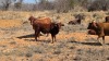1 X Afrikaner MANLIK - 5