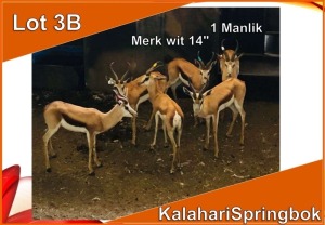 1x KALAHARI SPRINGBOK/SPRINGBUCK M:1