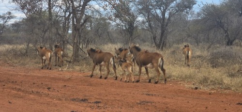 2+1 X Swartwitpens koeie (SLEGS OP KATALOGUS) KOEI (Per animal to take the lot)