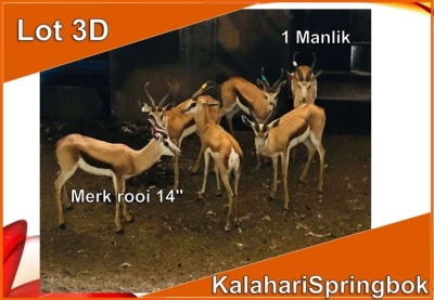 1x KALAHARI SPRINGBOK/SPRINGBUCK M:1