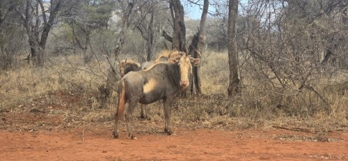 1 X Koning wildebees (SLEGS OP KATALOGUS) KOEI