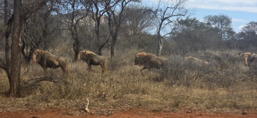 1 X Koning wildebees (SLEGS OP KATALOGUS) KOEI