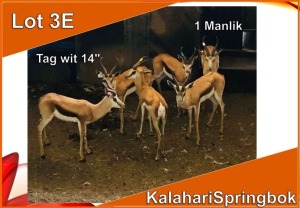 1x KALAHARI SPRINGBOK/SPRINGBUCK M:1