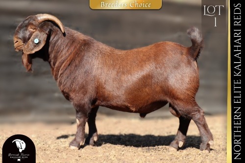 1 X Kalahari Red BUCK Bernick Fourie Kalahari Reds