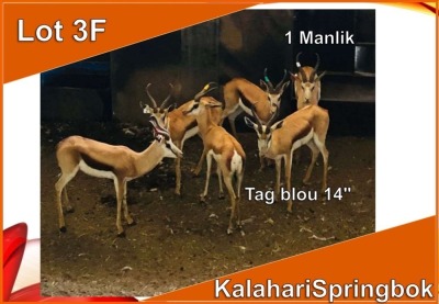 1x KALAHARI SPRINGBOK/SPRINGBUCK M:1