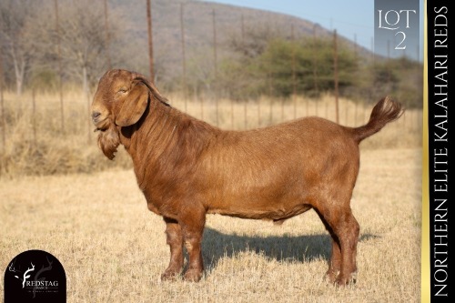 1 X KALAHARI RED BUCK REDSTAG RANCH