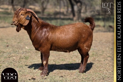 1 X KALAHARI RED BUCK VANDERGOAT STUD