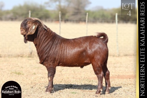 1 X KALAHARI RED BUCK ANTON & RICKUS BOTHMA