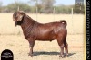 1 X KALAHARI RED BUCK ANTON & RICKUS BOTHMA