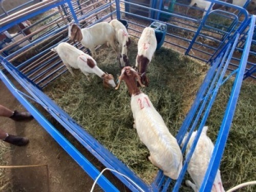 LOT 21 5X OOI/EWE BOERBOK Rhenosterhoek, Kobus van der Walt - 082926 0929 (Per stuk om lot te neem/Per Piece to take the lot)