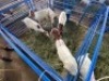 LOT 21 5X OOI/EWE BOERBOK Rhenosterhoek, Kobus van der Walt - 082926 0929 (Per stuk om lot te neem/Per Piece to take the lot)