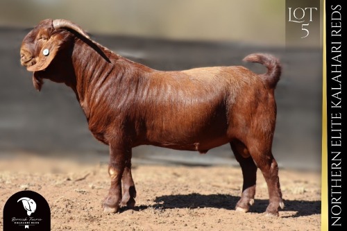 1 X Kalahari Red BUCK Bernick Fourie Kalahari Reds