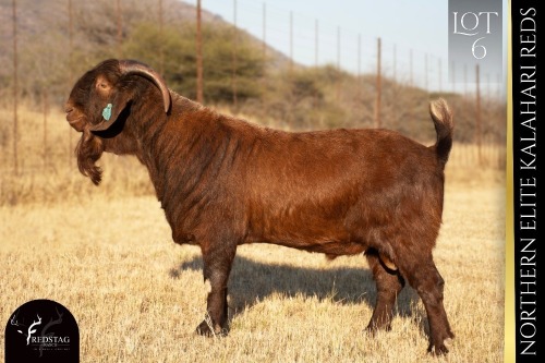 1 X KALAHARI RED BUCK REDSTAG RANCH