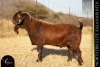 1 X KALAHARI RED BUCK REDSTAG RANCH
