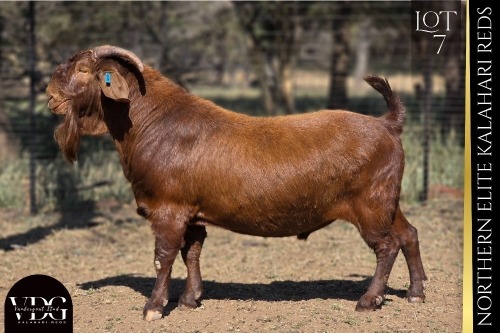 1 X KALAHARI RED BUCK VANDERGOAT STUD
