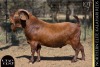 1 X KALAHARI RED BUCK VANDERGOAT STUD
