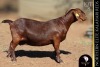 1 X Kalahari Red DOE Bernick Fourie Kalahari Reds