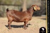 1 X Kalahari Red DOE Bernick Fourie Kalahari Reds