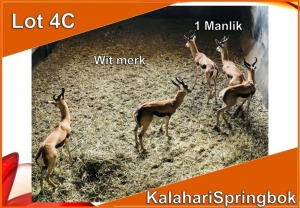 1x KALAHARI SPRINGBOK/SPRINGBUCK M:1