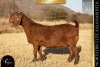 1 X KALAHARI RED DOE REDSTAG RANCH