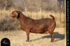 1 X KALAHARI RED DOE REDSTAG RANCH