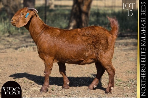 1 X KALAHARI RED DOE VANDERGOAT STUD