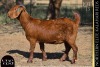 1 X KALAHARI RED DOE VANDERGOAT STUD