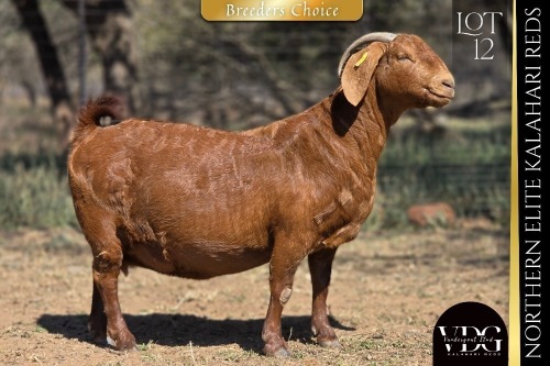 1 X KALAHARI RED DOE VANDERGOAT STUD