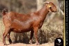 1 X Kalahari Red DOE Bernick Fourie Kalahari Reds
