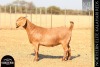 1 X KALAHARI RED DOE ANTON & RICKUS BOTHMA