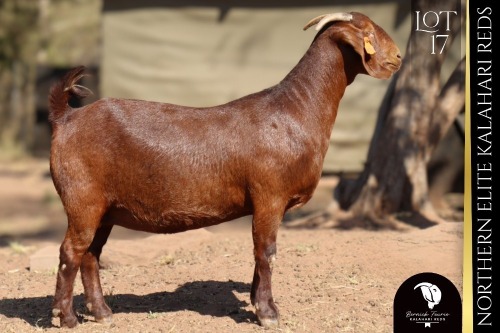 1 X Kalahari Red DOE Bernick Fourie Kalahari Reds