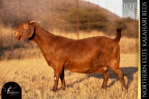 1 X KALAHARI RED DOE REDSTAG RANCH